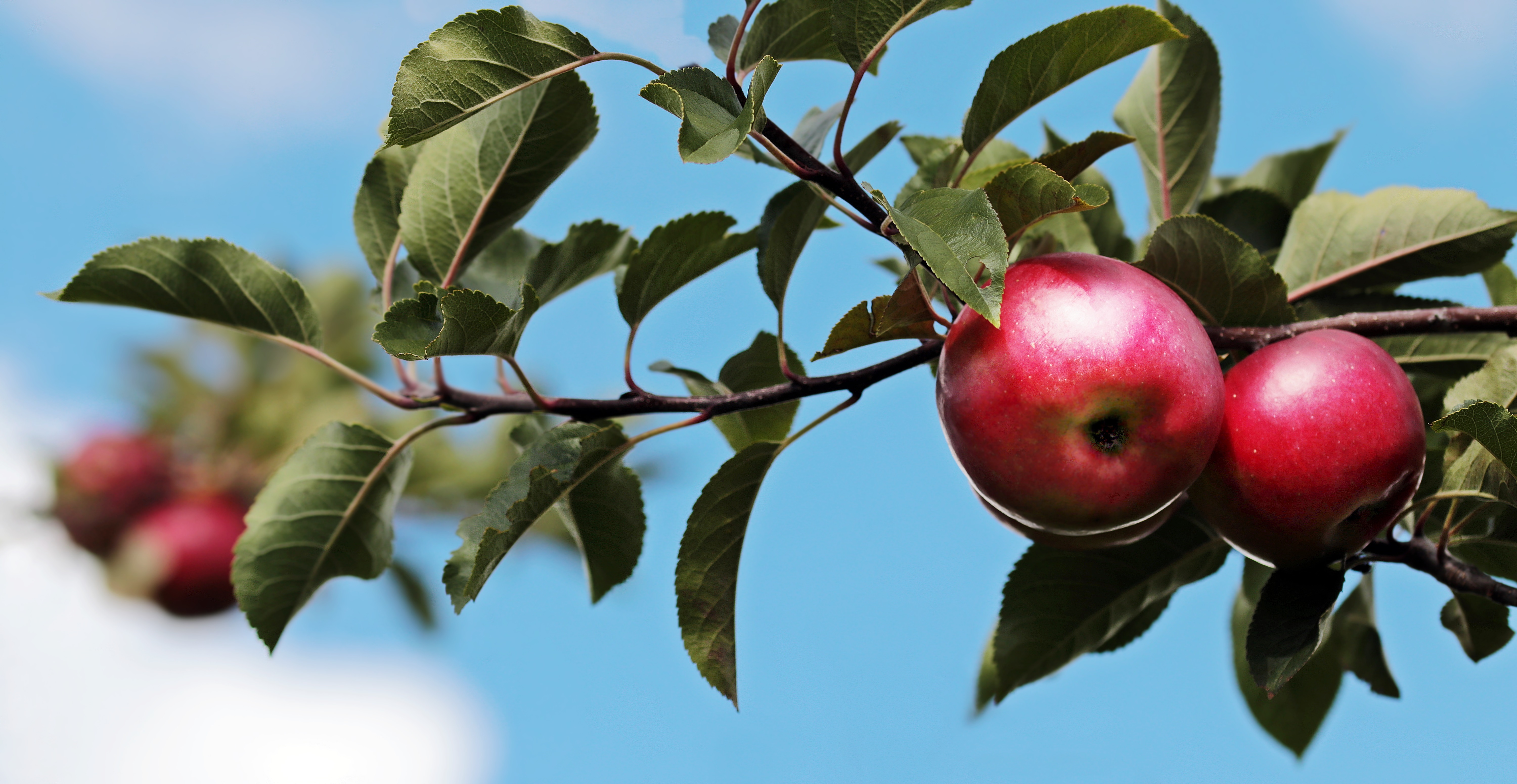 Appels aan boom