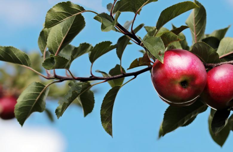 Appels aan boom