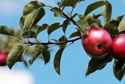 Appels aan boom